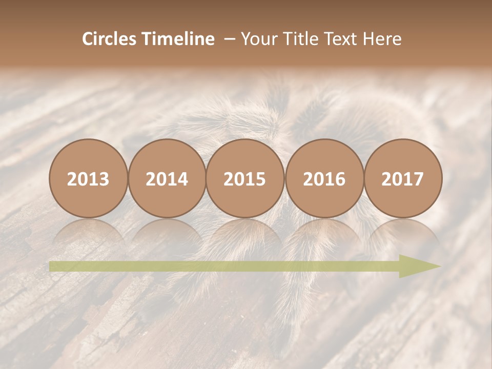 Close Up View Of A Chilean Rose Tarantula - Grammostola Rosea PowerPoint Template