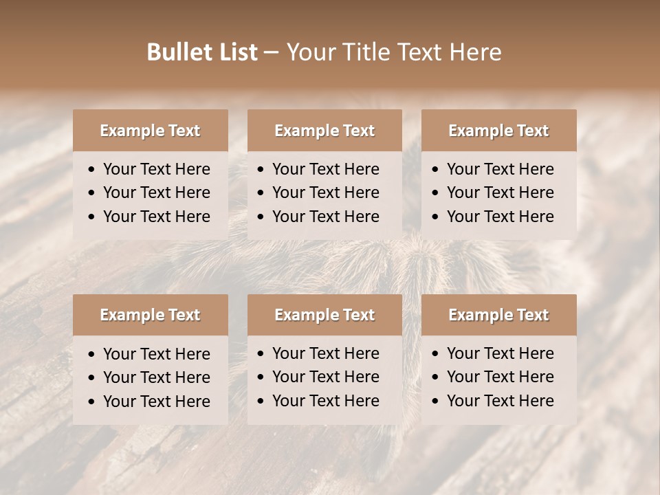 Close Up View Of A Chilean Rose Tarantula - Grammostola Rosea PowerPoint Template