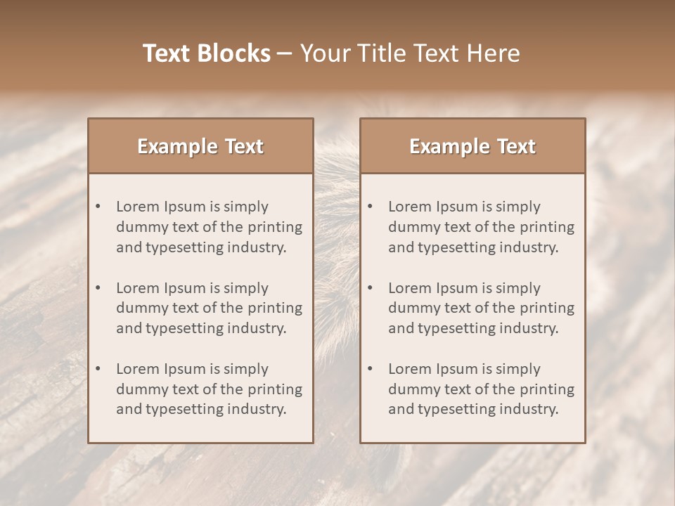 Close Up View Of A Chilean Rose Tarantula - Grammostola Rosea PowerPoint Template