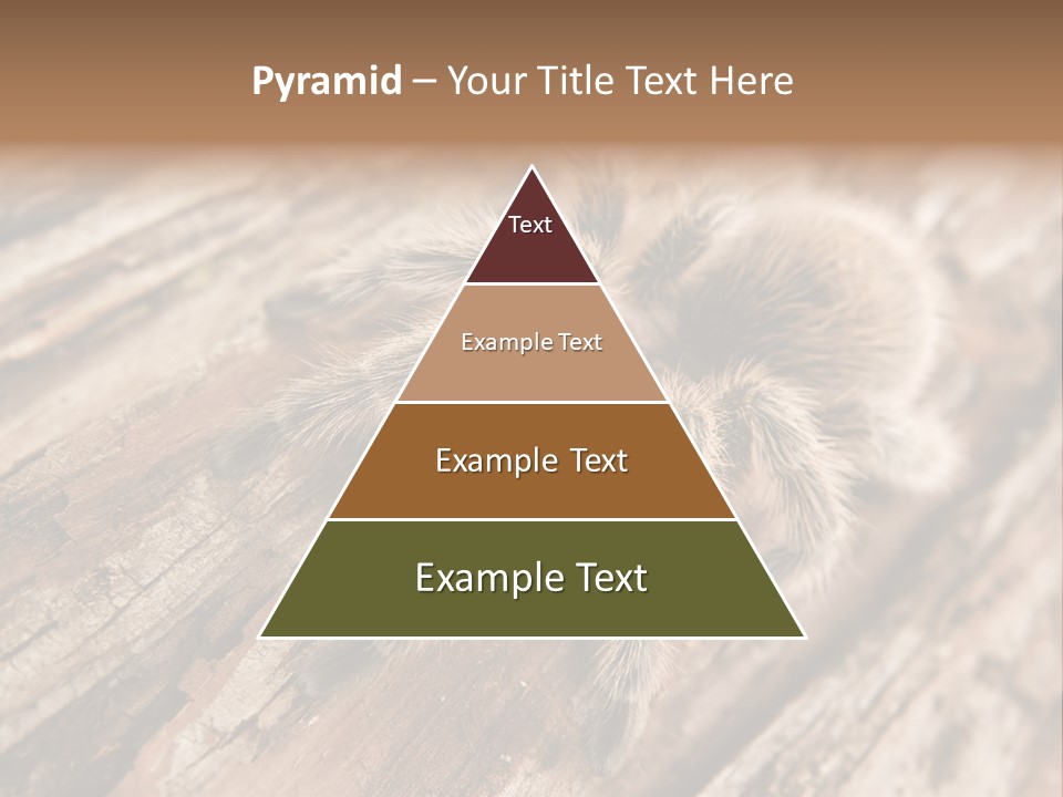 Close Up View Of A Chilean Rose Tarantula - Grammostola Rosea PowerPoint Template