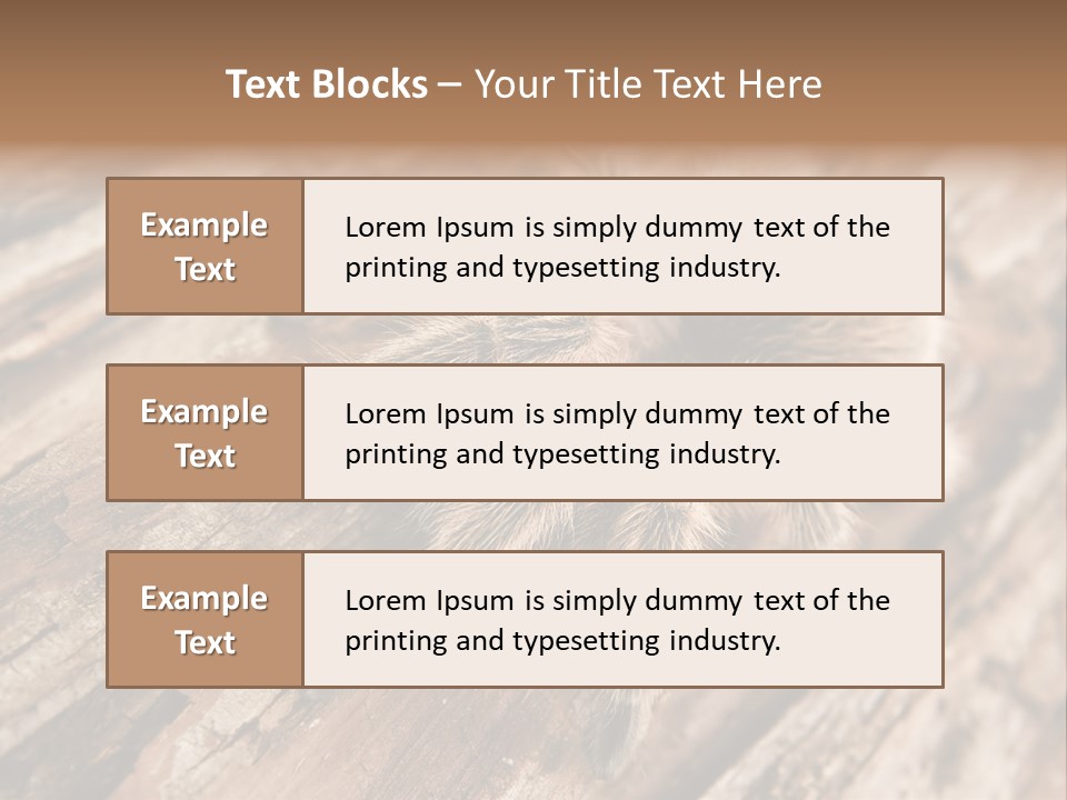 Close Up View Of A Chilean Rose Tarantula - Grammostola Rosea PowerPoint Template