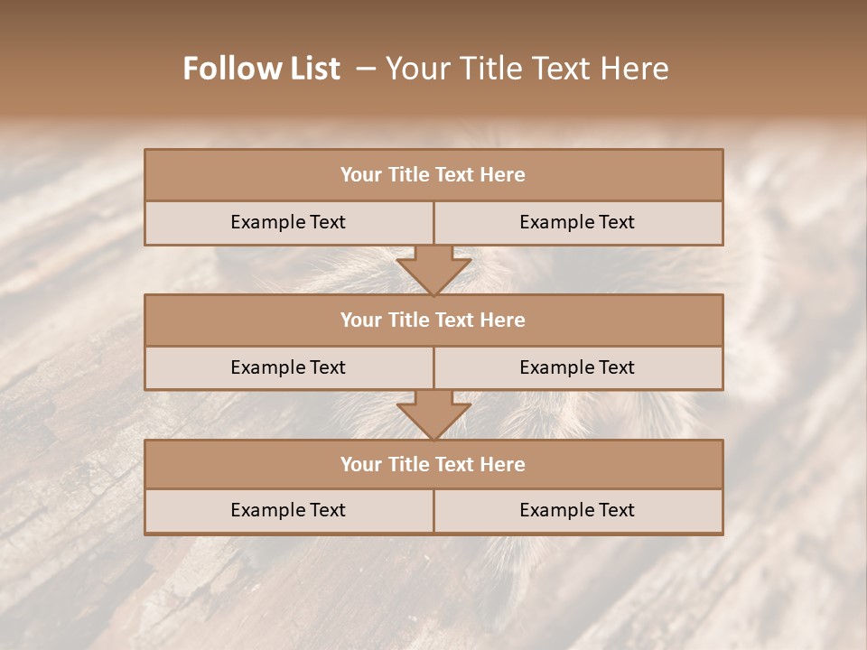 Close Up View Of A Chilean Rose Tarantula - Grammostola Rosea PowerPoint Template