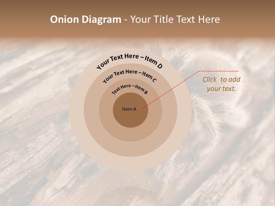 Close Up View Of A Chilean Rose Tarantula - Grammostola Rosea PowerPoint Template