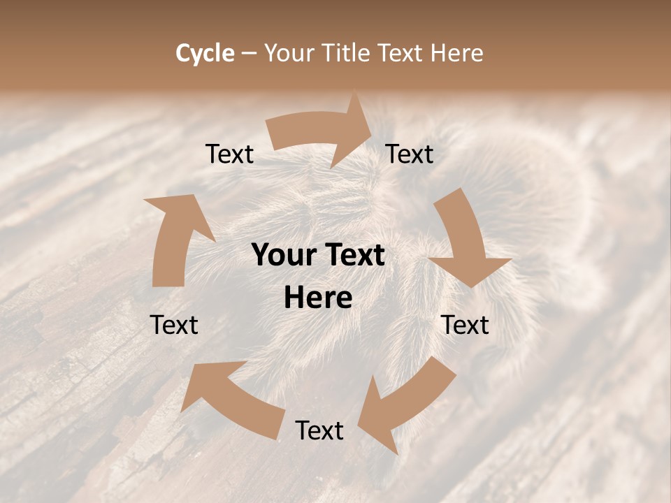 Close Up View Of A Chilean Rose Tarantula - Grammostola Rosea PowerPoint Template