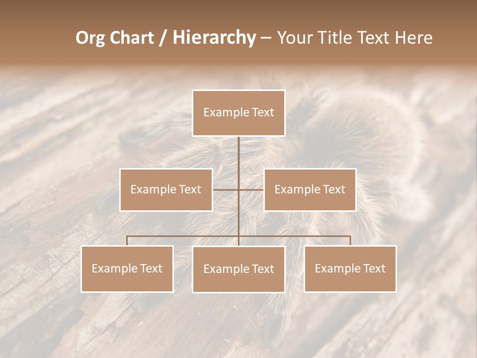 Close Up View Of A Chilean Rose Tarantula - Grammostola Rosea PowerPoint Template