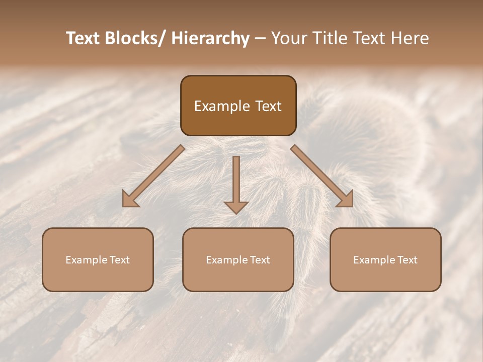Close Up View Of A Chilean Rose Tarantula - Grammostola Rosea PowerPoint Template