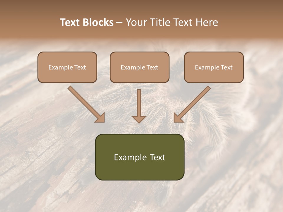 Close Up View Of A Chilean Rose Tarantula - Grammostola Rosea PowerPoint Template
