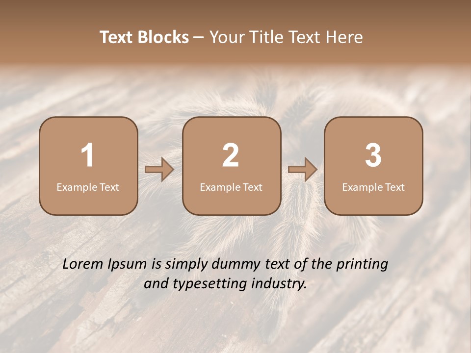 Close Up View Of A Chilean Rose Tarantula - Grammostola Rosea PowerPoint Template