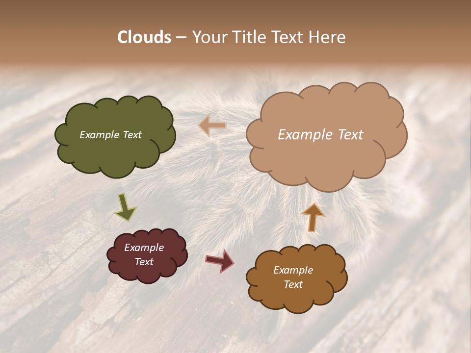Close Up View Of A Chilean Rose Tarantula - Grammostola Rosea PowerPoint Template