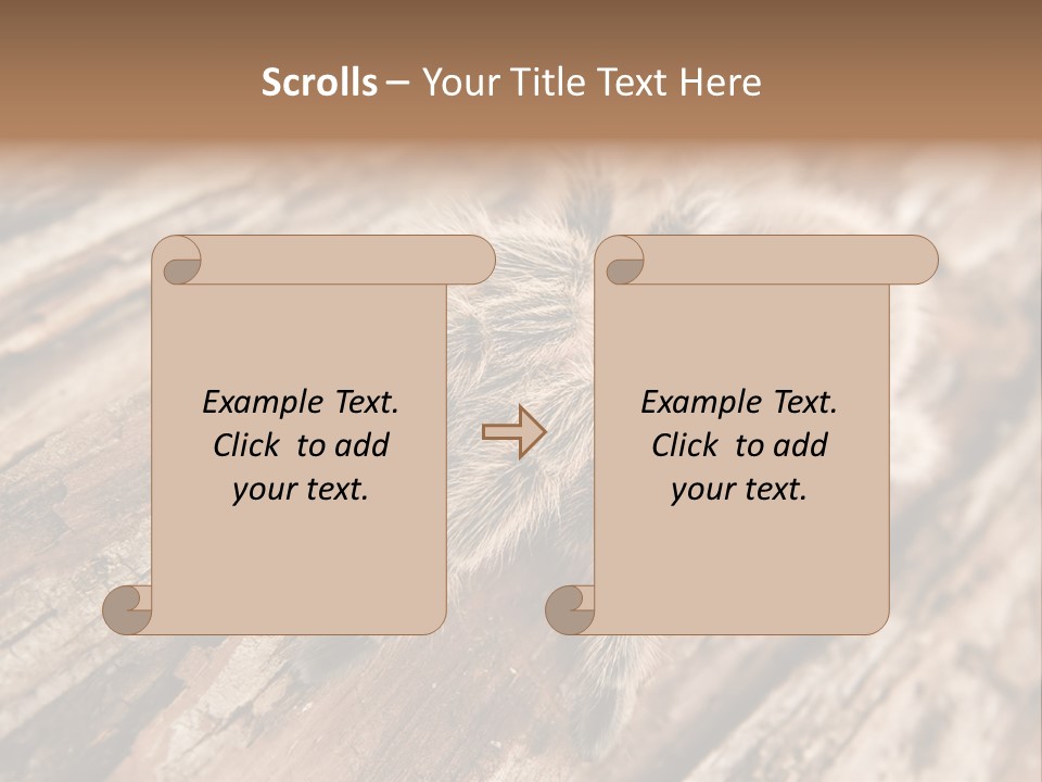 Close Up View Of A Chilean Rose Tarantula - Grammostola Rosea PowerPoint Template