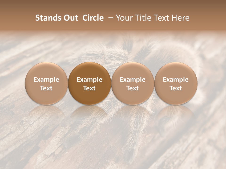 Close Up View Of A Chilean Rose Tarantula - Grammostola Rosea PowerPoint Template