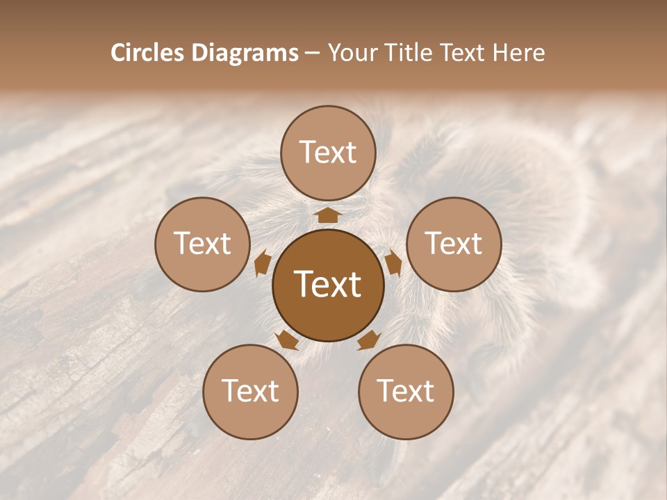 Close Up View Of A Chilean Rose Tarantula - Grammostola Rosea PowerPoint Template