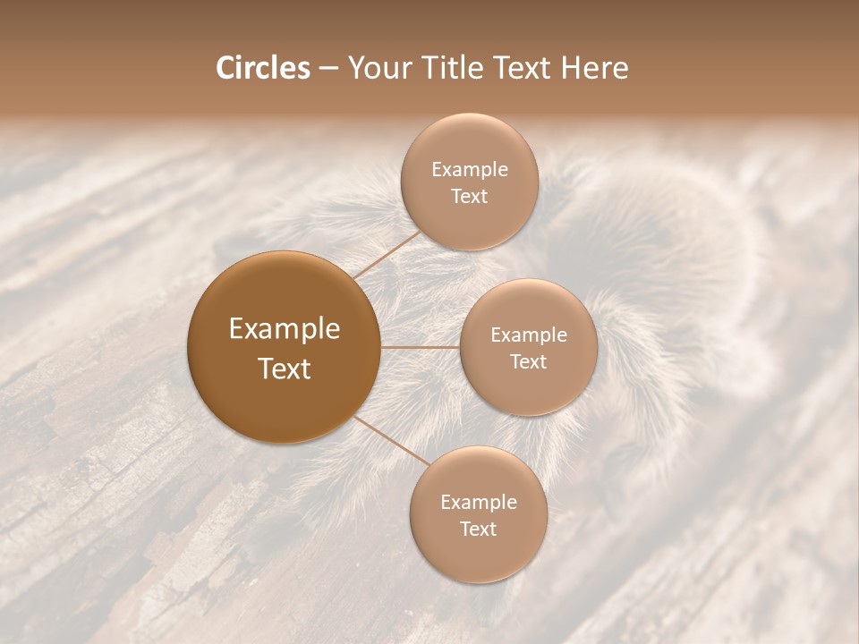 Close Up View Of A Chilean Rose Tarantula - Grammostola Rosea PowerPoint Template