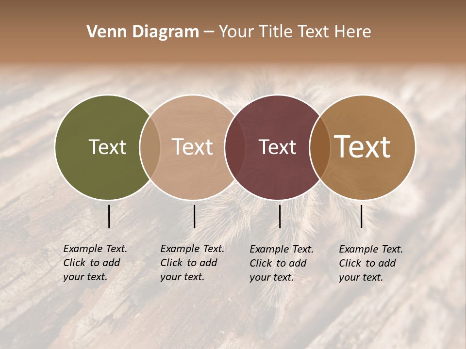 Close Up View Of A Chilean Rose Tarantula - Grammostola Rosea PowerPoint Template