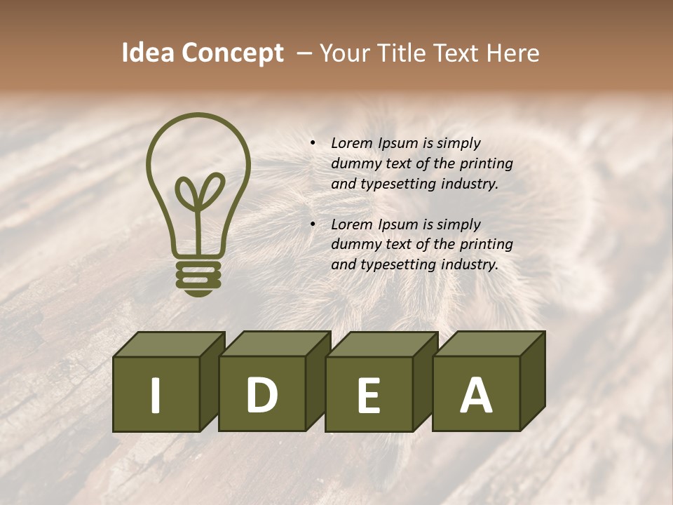 Close Up View Of A Chilean Rose Tarantula - Grammostola Rosea PowerPoint Template