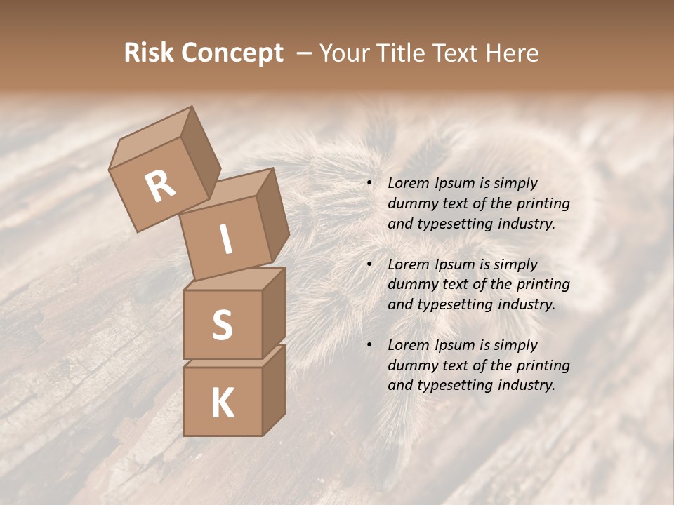 Close Up View Of A Chilean Rose Tarantula - Grammostola Rosea PowerPoint Template