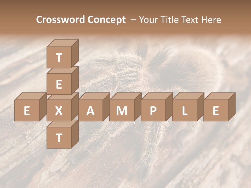 Close Up View Of A Chilean Rose Tarantula - Grammostola Rosea PowerPoint Template