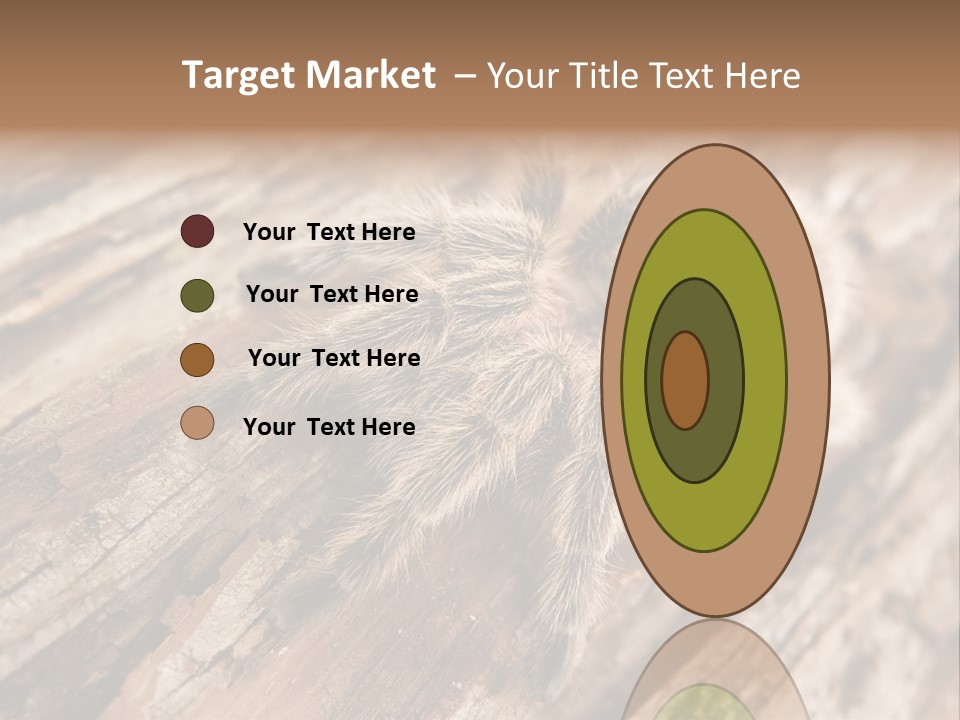 Close Up View Of A Chilean Rose Tarantula - Grammostola Rosea PowerPoint Template