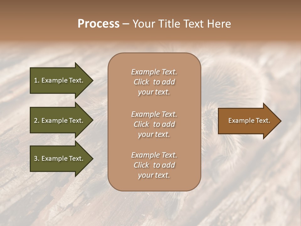 Close Up View Of A Chilean Rose Tarantula - Grammostola Rosea PowerPoint Template