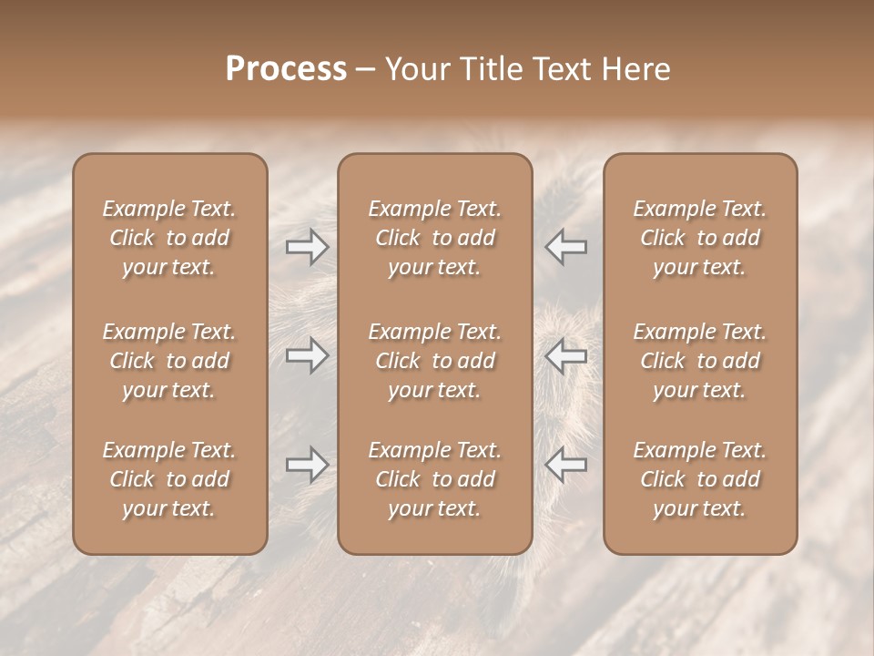 Close Up View Of A Chilean Rose Tarantula - Grammostola Rosea PowerPoint Template