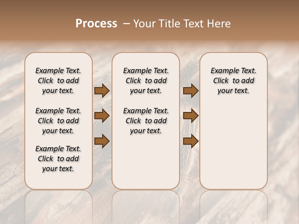 Close Up View Of A Chilean Rose Tarantula - Grammostola Rosea PowerPoint Template