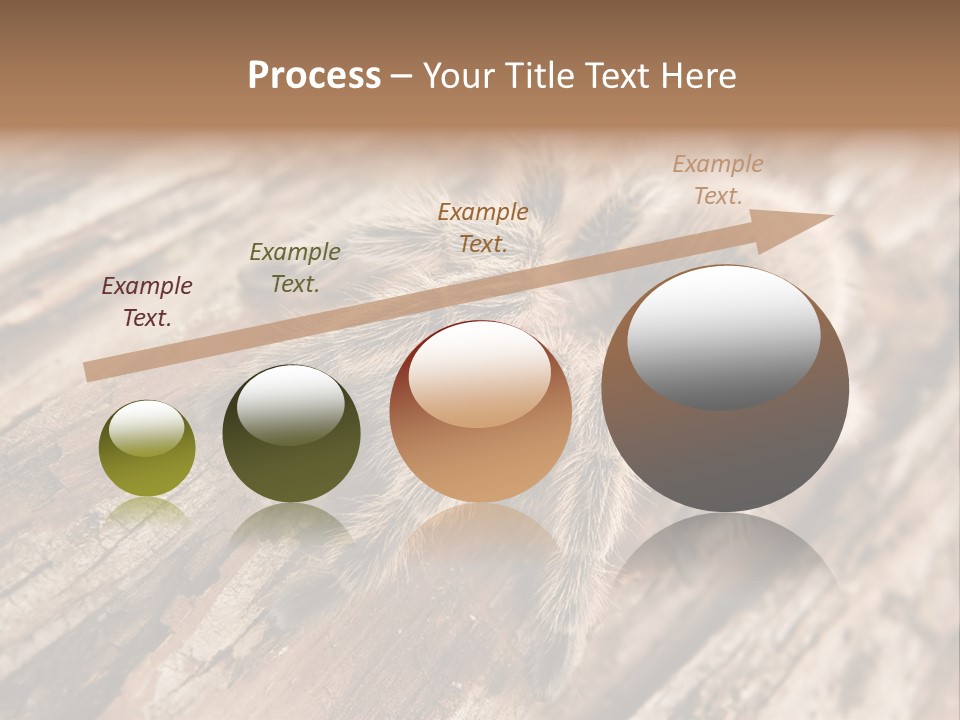 Close Up View Of A Chilean Rose Tarantula - Grammostola Rosea PowerPoint Template