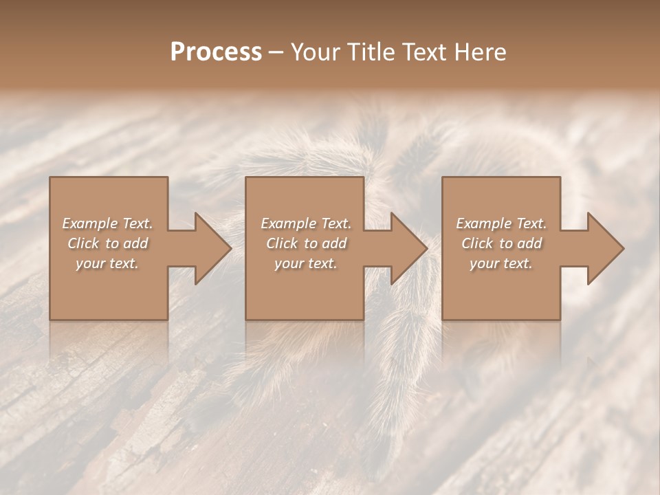 Close Up View Of A Chilean Rose Tarantula - Grammostola Rosea PowerPoint Template