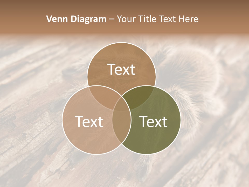 Close Up View Of A Chilean Rose Tarantula - Grammostola Rosea PowerPoint Template