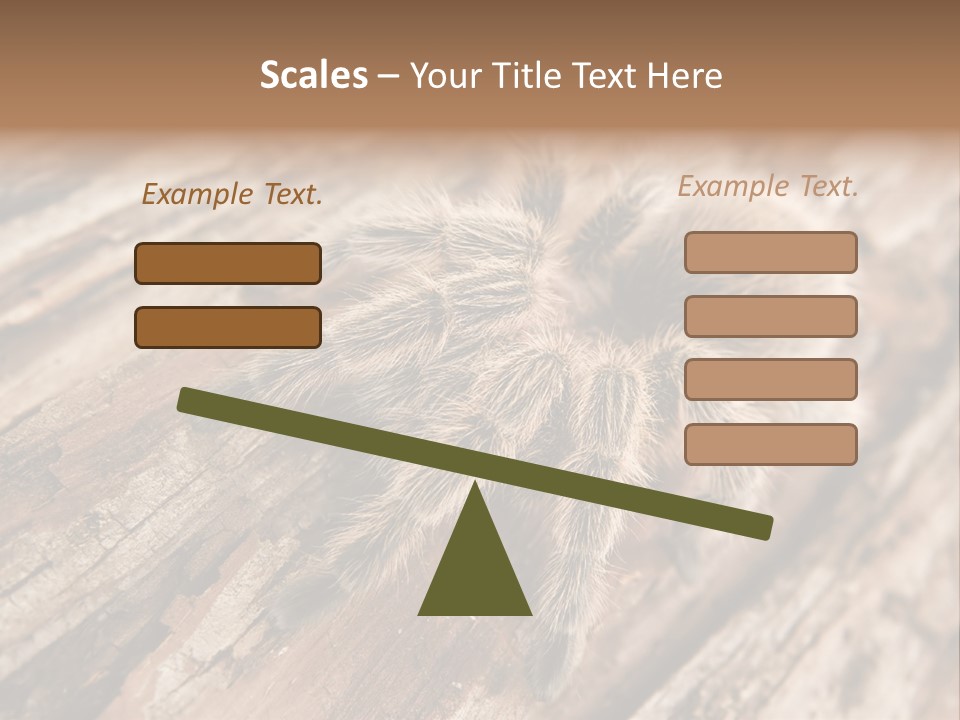 Close Up View Of A Chilean Rose Tarantula - Grammostola Rosea PowerPoint Template