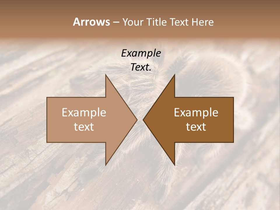 Close Up View Of A Chilean Rose Tarantula - Grammostola Rosea PowerPoint Template