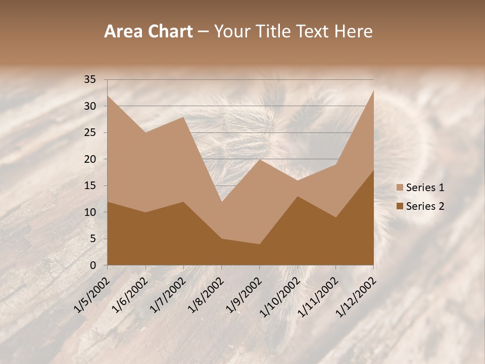 Close Up View Of A Chilean Rose Tarantula - Grammostola Rosea PowerPoint Template