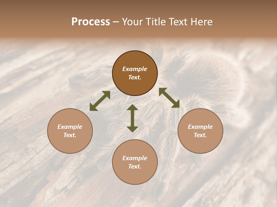 Close Up View Of A Chilean Rose Tarantula - Grammostola Rosea PowerPoint Template