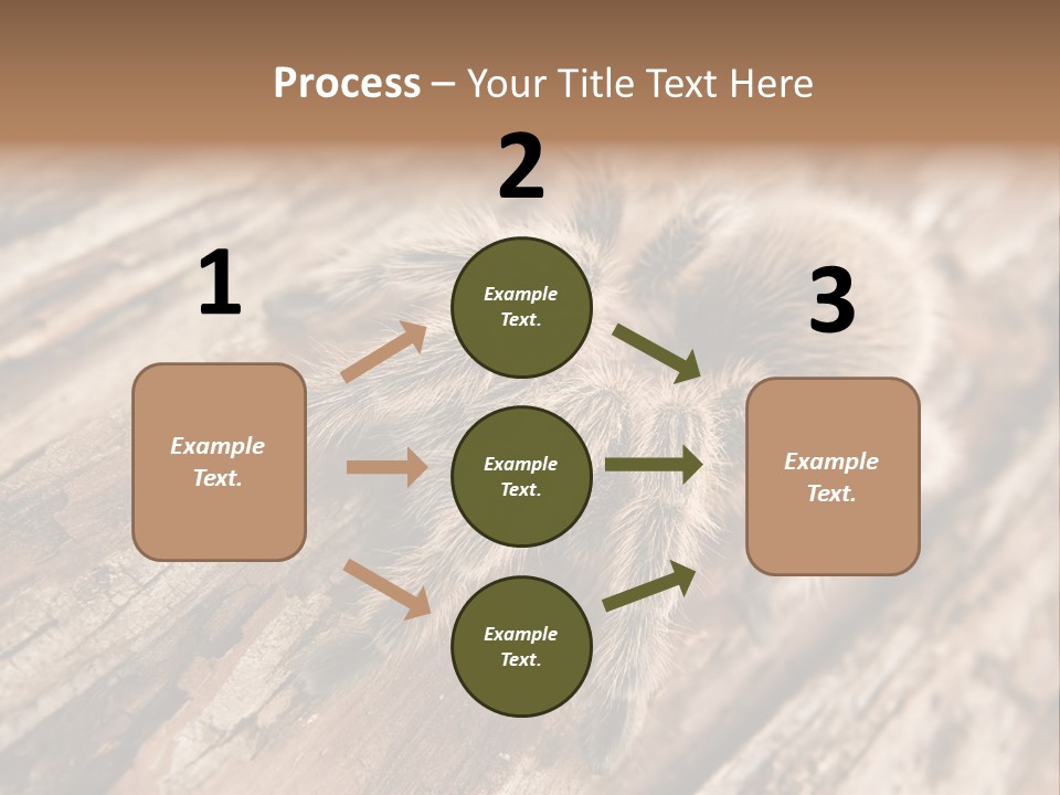 Close Up View Of A Chilean Rose Tarantula - Grammostola Rosea PowerPoint Template