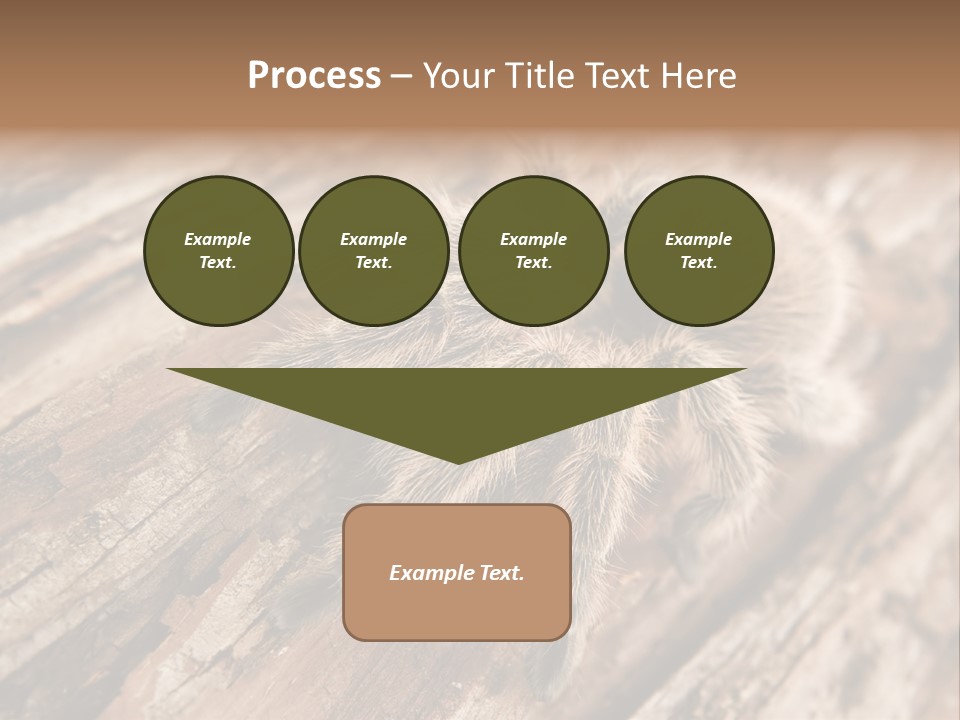 Close Up View Of A Chilean Rose Tarantula - Grammostola Rosea PowerPoint Template