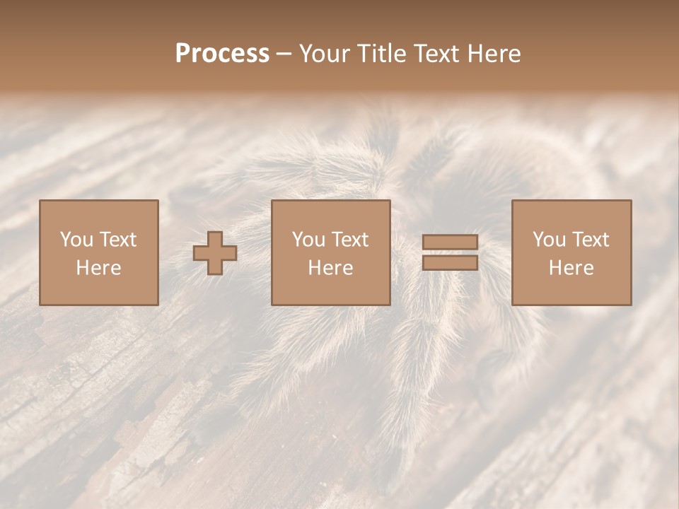 Close Up View Of A Chilean Rose Tarantula - Grammostola Rosea PowerPoint Template