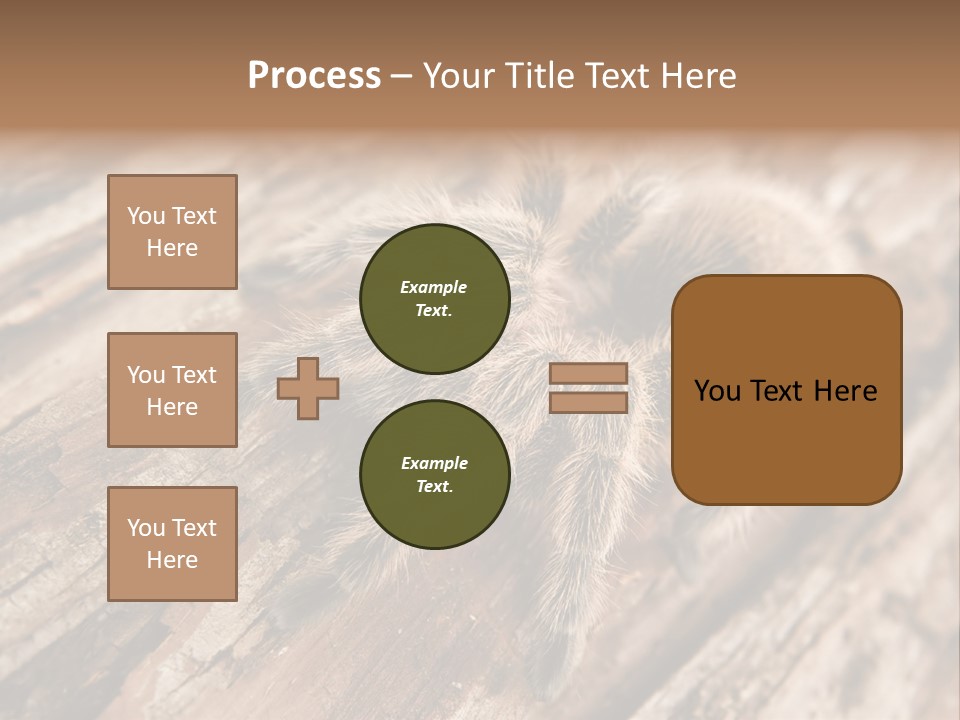 Close Up View Of A Chilean Rose Tarantula - Grammostola Rosea PowerPoint Template