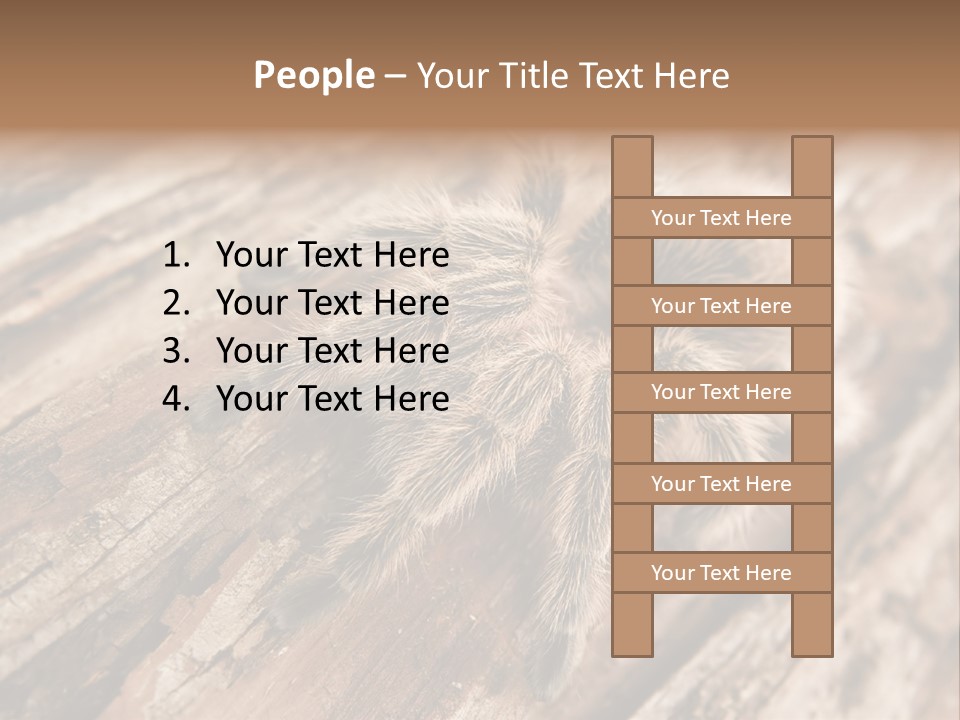 Close Up View Of A Chilean Rose Tarantula - Grammostola Rosea PowerPoint Template