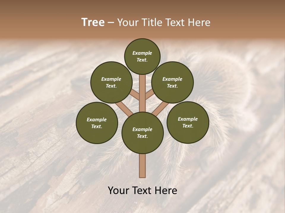 Close Up View Of A Chilean Rose Tarantula - Grammostola Rosea PowerPoint Template