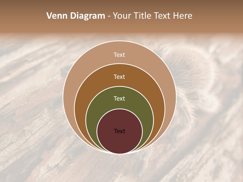 Close Up View Of A Chilean Rose Tarantula - Grammostola Rosea PowerPoint Template