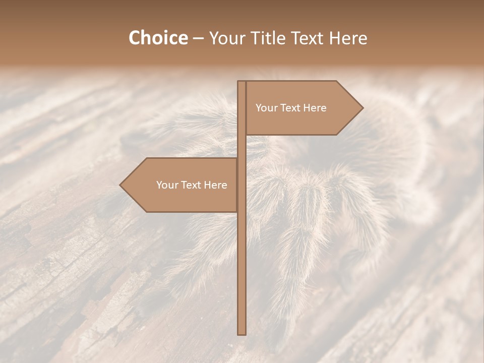 Close Up View Of A Chilean Rose Tarantula - Grammostola Rosea PowerPoint Template