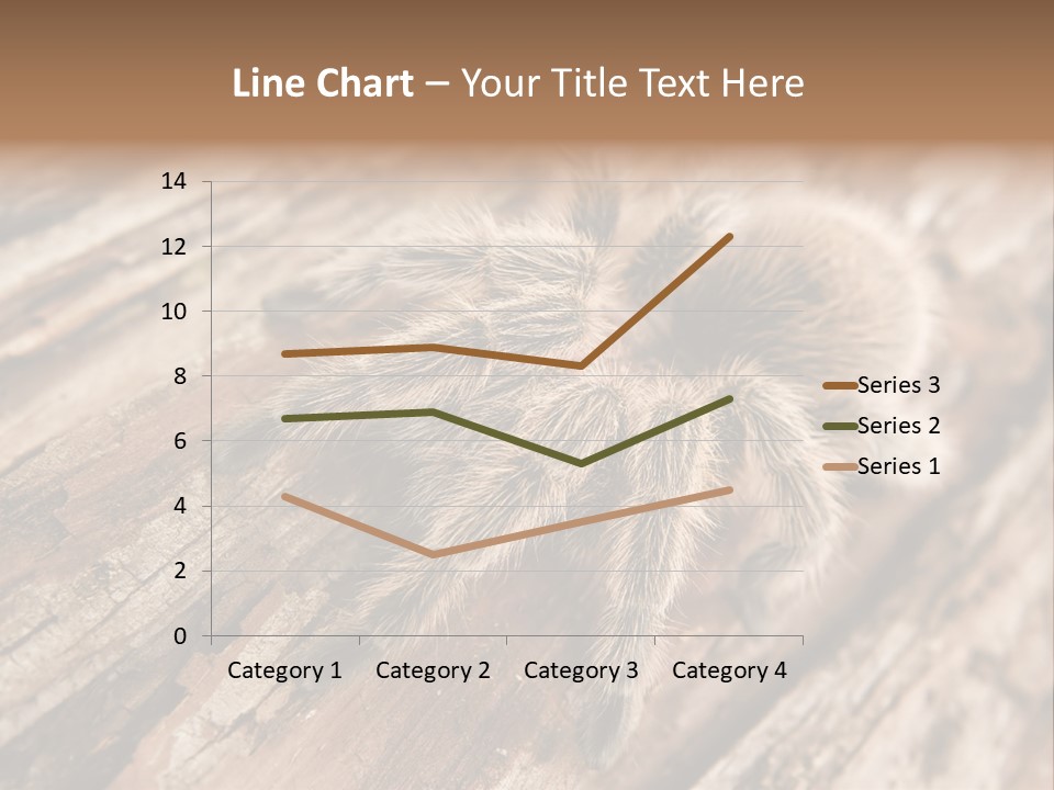 Close Up View Of A Chilean Rose Tarantula - Grammostola Rosea PowerPoint Template