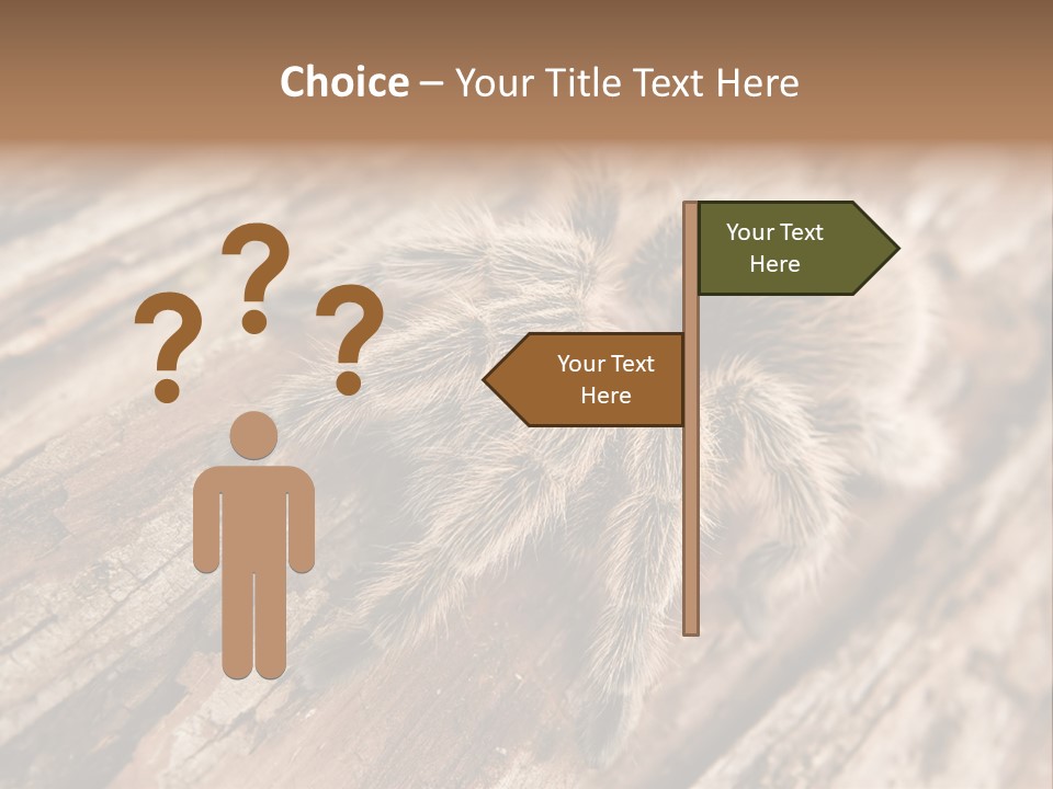 Close Up View Of A Chilean Rose Tarantula - Grammostola Rosea PowerPoint Template