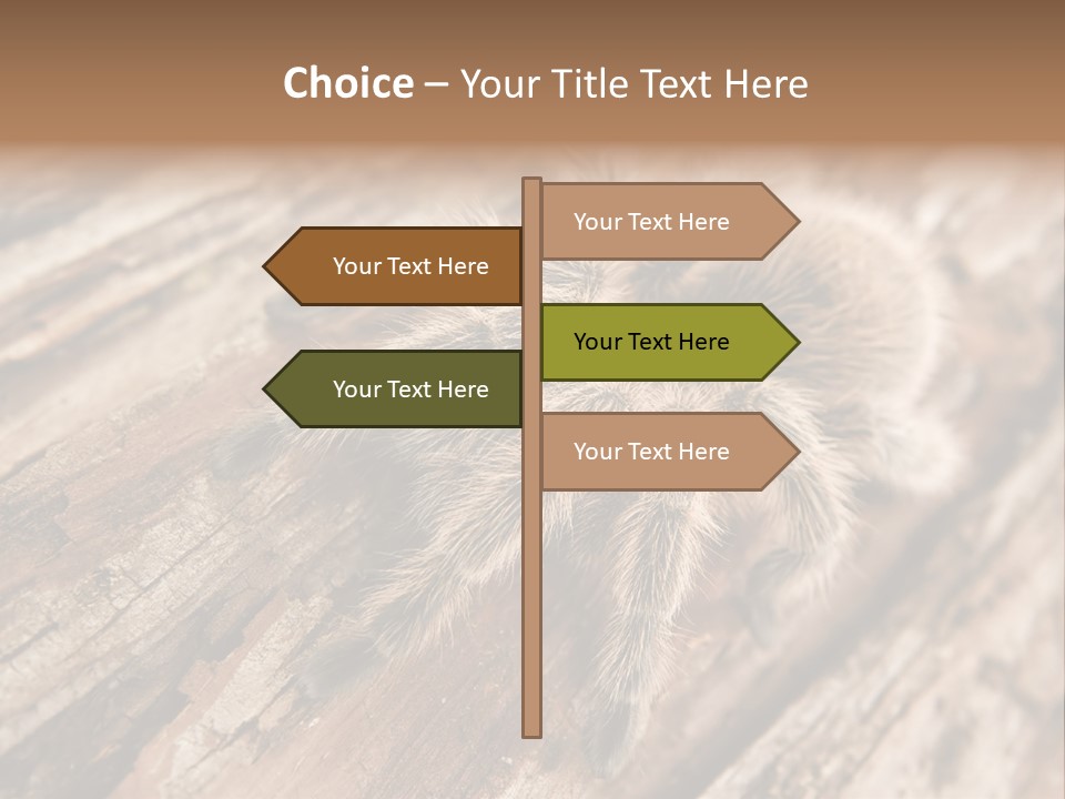 Close Up View Of A Chilean Rose Tarantula - Grammostola Rosea PowerPoint Template