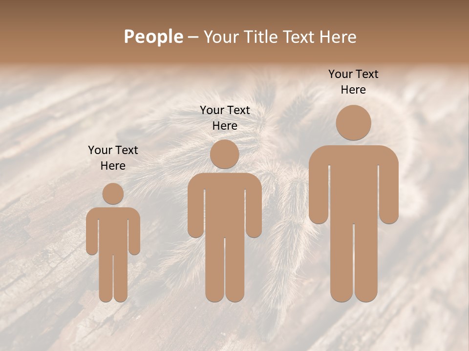 Close Up View Of A Chilean Rose Tarantula - Grammostola Rosea PowerPoint Template