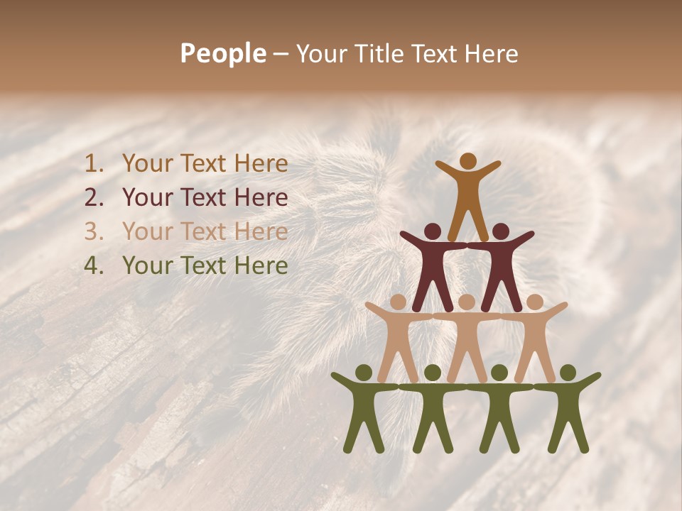 Close Up View Of A Chilean Rose Tarantula - Grammostola Rosea PowerPoint Template