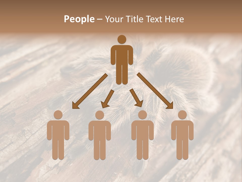 Close Up View Of A Chilean Rose Tarantula - Grammostola Rosea PowerPoint Template