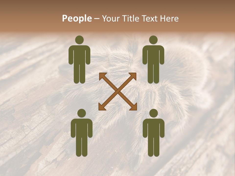 Close Up View Of A Chilean Rose Tarantula - Grammostola Rosea PowerPoint Template