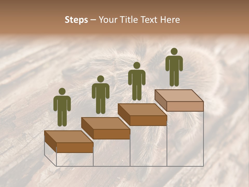 Close Up View Of A Chilean Rose Tarantula - Grammostola Rosea PowerPoint Template