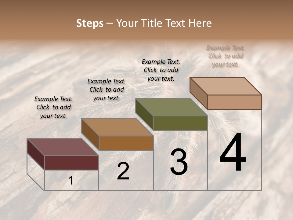 Close Up View Of A Chilean Rose Tarantula - Grammostola Rosea PowerPoint Template