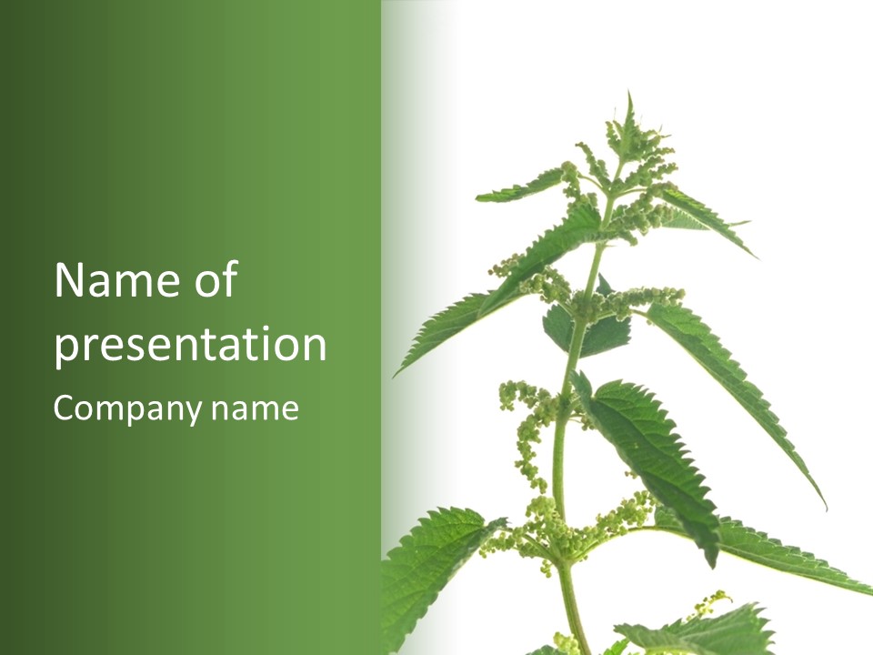 Fresh And Green Nettle Isolated On White Background - Series Herb PowerPoint Template